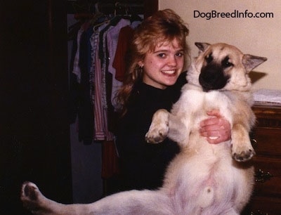 A large tan with white and black Gerberian Shepsky is being held up belly-out in the arms of a lady.