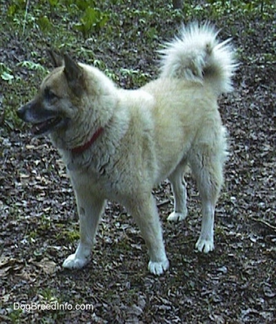 A large, tan, fluffy dog is standing ouside. Its mouth is open and it is looking to the left