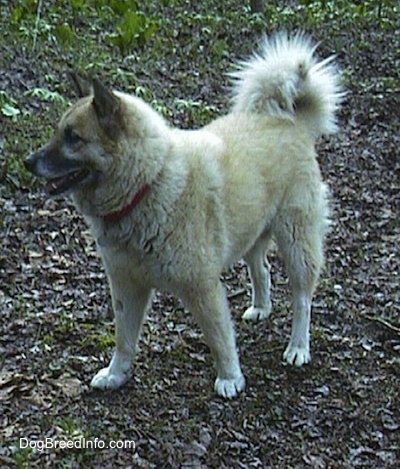 shepsky dog breed