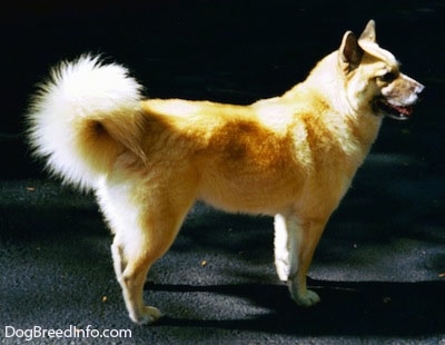 Right Profile - A tan with white and black Gerberian Shepsky is standing on a black top driveway