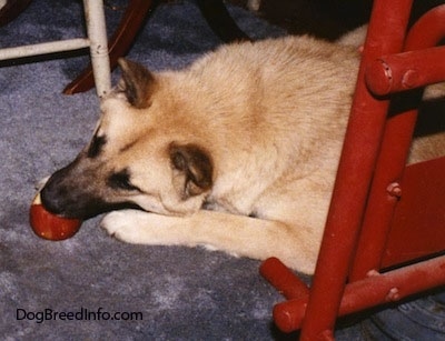 A tan with white and black Gerberian Shepsky is laying under a red metal weight bench biting an apple that is on a blue carpet inside of a house.