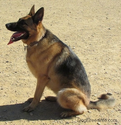 chubby german shepherd