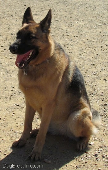 A black and tan German Shepherd is sitting in dirt panting.