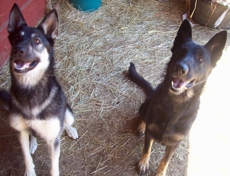 different breeds of shepherd