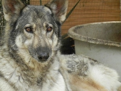 Close up head and upper body shot - A black and tan German Shepherd mix is laying across from a big tub outside.