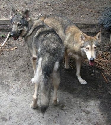 husky wolf german shepherd mix