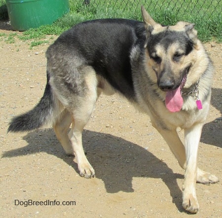 A black and tan German Shepherd is outside in dirt panting with a chain link fence behind it