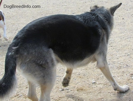 A black and tan German Shepherd is walking away from the camera through dirt. There is another dog in the top left corner