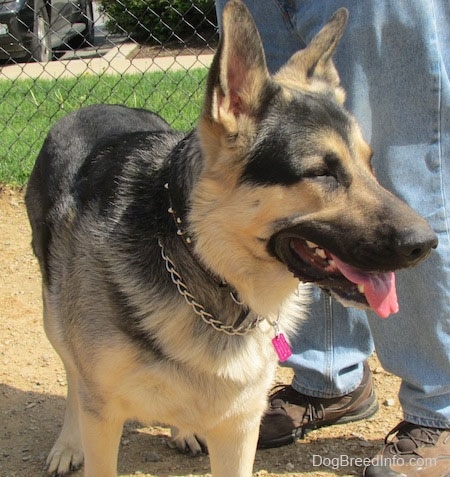 chain for german shepherd