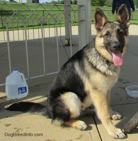 8 month old gsd