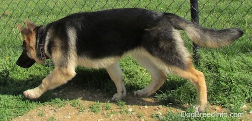 A black and tan German Shepherd is walking across grass along a fence line