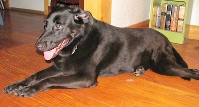 A black German Sheprador is laying on a hardwood floor in front of a lime green bookcase. Its mouth is open and tongue is out