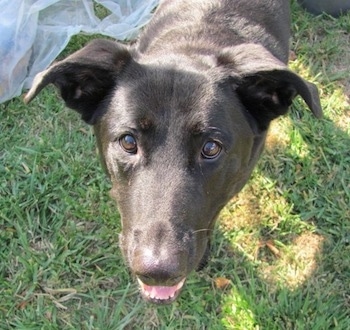 Close Up - A black German Sheprador is standing in a field and looking up. Its mouth is open. There is a clear piece of plastic in the grass behind it.