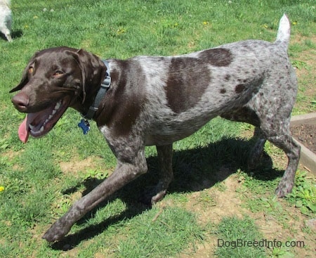 4 month old german shorthaired pointer