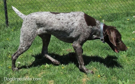 anyone have a german shorthaired pointer