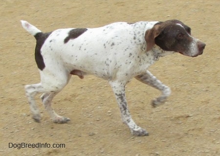 can pointer be white