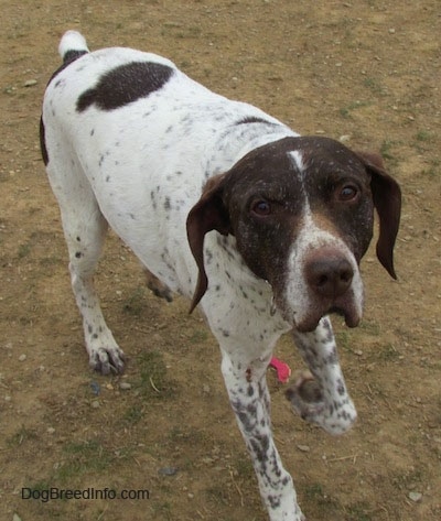 A white with brown German Shorthaired Pointer is walking across patchy grass