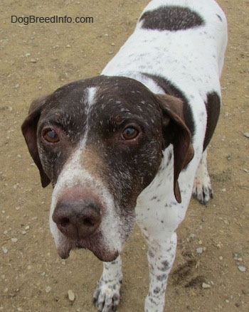 A white with brown German Shorthaired Pointer is standing in dirt