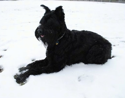 A black Giant Schnauzer is laying outside in snow