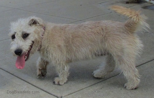 A panting Glen of Imall Terrier is walking across a concrete surface. The dog looks happy.