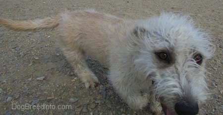 Close Up - A Glen of Imaal Terrier is running across dirt