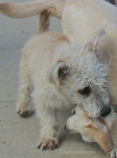 A Glen of Imaal Terrier is biting a Labrador Retriever dog in play.