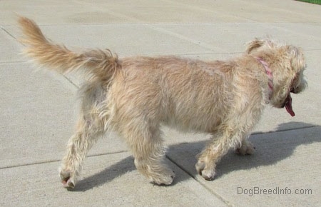 A Glen of Imaal Terrier is walking across a concrete path away from the camera. Its mouth is open and tongue is out