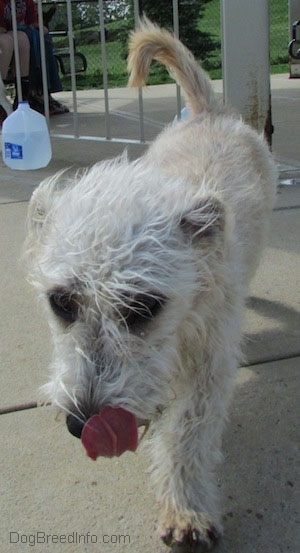 A Glen of Imaal Terrier is walking across a concrete path. It is licking its nose