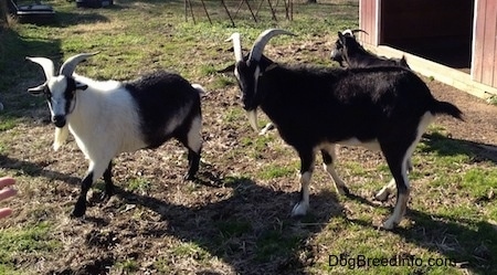 Three Goats are walking across grass and there is a red barn behind them.