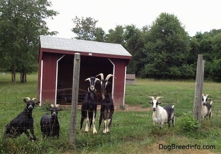 A line of five Goats are standing in front of a chainlink fence. There is a barn red lean-to behind them.