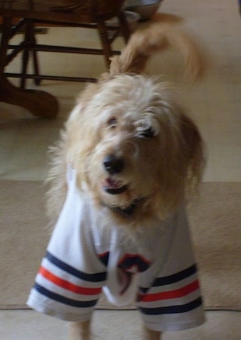A Goldendoodle is wearing a Football jersey. It is standing on a rug and looking forward