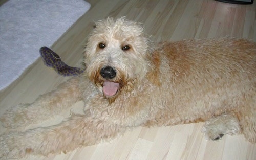 A cream and tan Goldendoodle is laying on a light colored hardwood floor. Its mouth is open and tongue is out. There is a snake toy behind it.