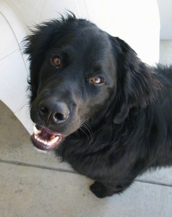 A black Golden Mountain Dog is standing in front of a white lawn chair