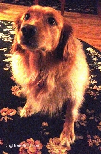 A Golden Retriever is sitting on a black with white and pink flowered throw rug on a hardwood floor looking up.