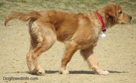 Right Profile - A Golden Retriever puppy is walking across dirt