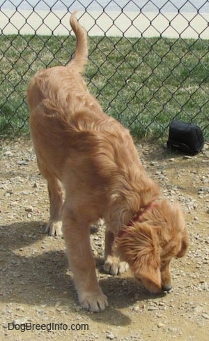 A Golden Retriever puppy is sniffing the dirt around a chain link fence