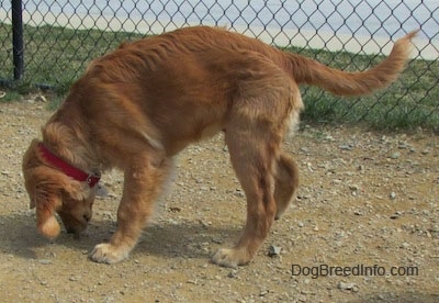 A Golden Retriever puppy is nosing through dirt in front of a chain link fence