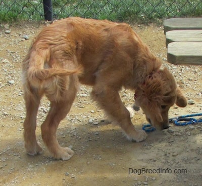 A Golden Retriever puppy is sniffing dirt next to a wooden bench. There is a chain link fence behind it