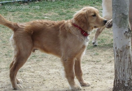 A Golden Retriever puppy is looking directly at a tree with another dog next to it. 