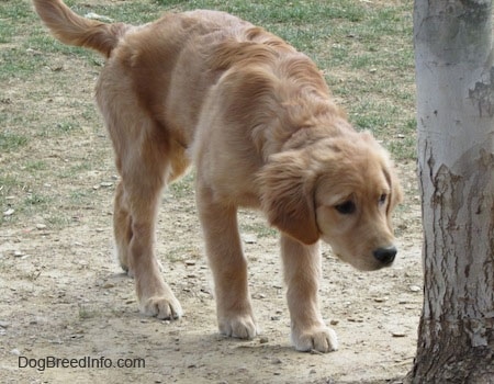 A Golden Retriever puppy is walking towards a tree trunk