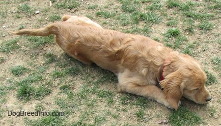 A Golden Retriever puppy is laying down in patchy grass and dirt
