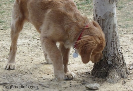 A Golden Retriever puppy is sniffing the bottom of a tree