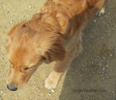 View from above looking down - A Golden Retriever puppy is moving across dirt