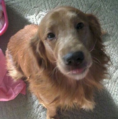 A red Golden Retriever is sitting on a tan carpet and looking up. There is a pink blanket behind it