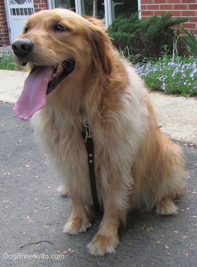 A Golden Retriever is sitting in front of a brick house in a driveway. Its long tongue is hanging out