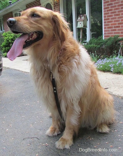 A Golden Retriever is sitting in a driveway in front of a brick house with its long tongue hanging out. There is a green wooden bird house decoration and flowers in front of the house.