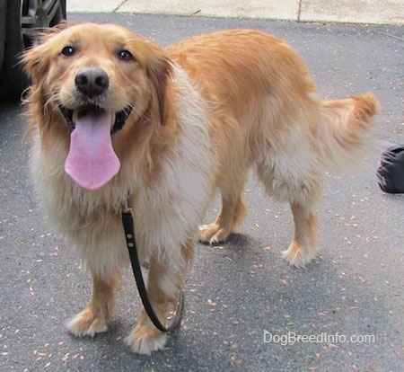 A red and cream Golden Retriever is standing in a driveway. There is a vehicle next to is. Its mouth is open and long tongue is out