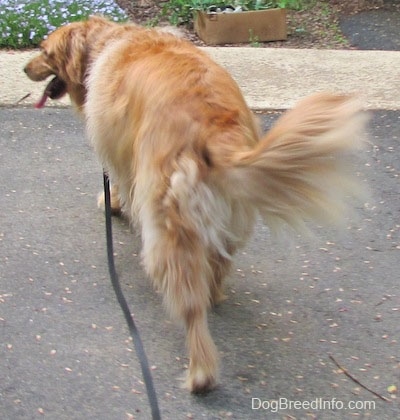 Back end view - A Golden Retriever is walking across a driveway towards a flower bed