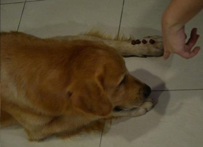 A Golden Retriever is laying on a tan tiled floor. A person has placed four treats on its paw. the dog has its head down on its other paw