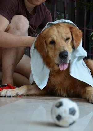 A Golden Retriever is laying on a floor and being rubbed down by a person with a light blue towel. There is a small soccer ball toy in front of it